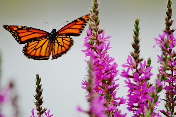 Embrace Spring Style: Creative Ways to Integrate Timeless English Floral Patterns into Your Wardrobe